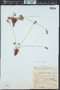 Heuchera parvifolia image