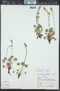 Heuchera parvifolia image