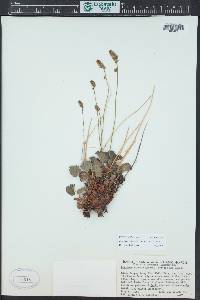 Heuchera parvifolia image