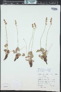 Heuchera parvifolia image