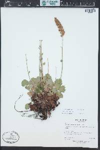 Heuchera bracteata image