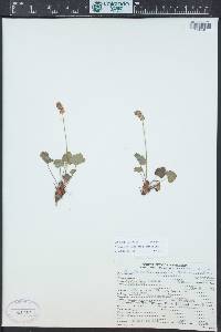 Heuchera parvifolia image