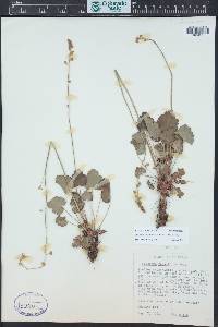 Heuchera parvifolia image