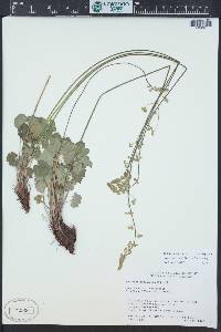 Heuchera parvifolia image