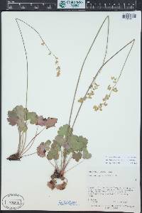 Heuchera parvifolia image