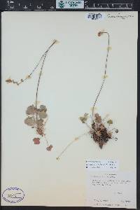 Heuchera parvifolia image