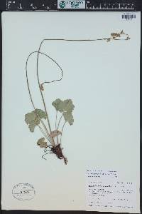 Heuchera parvifolia image