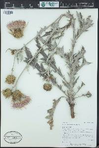 Cirsium undulatum image