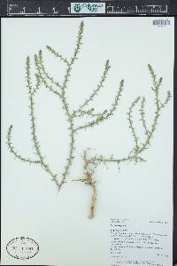 Salsola tragus image