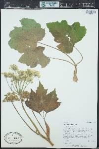 Heracleum maximum image