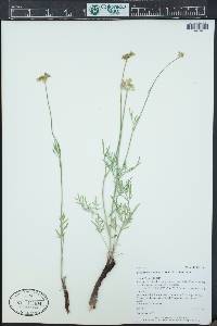 Pseudocymopterus montanus image