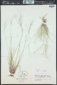 Aristida purpurea var. fendleriana image