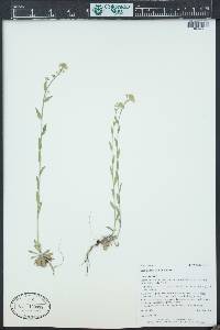 Draba aurea image