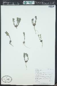 Draba streptocarpa image