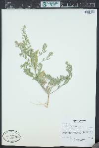 Alyssum simplex image