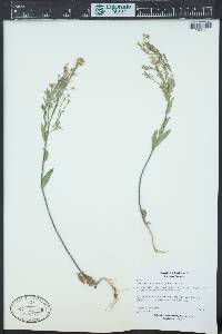 Camelina microcarpa image