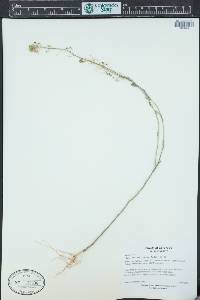 Camelina microcarpa image