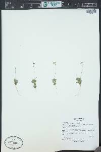 Draba reptans image