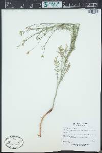 Sisymbrium altissimum image