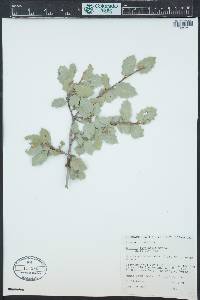 Quercus dumosa image