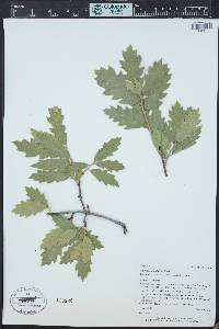 Quercus X pauciloba image