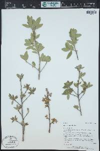 Quercus grisea image