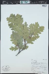 Quercus gambelii image