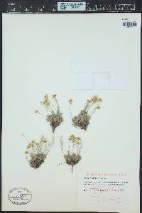 Draba aurea image