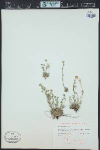 Draba aurea image