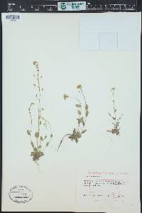 Draba nemorosa image