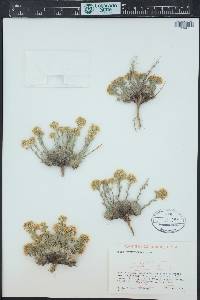 Draba streptocarpa image