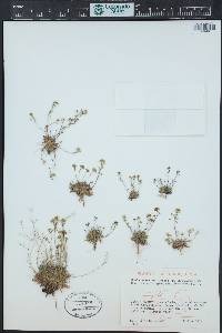 Draba albertina image