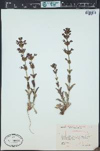 Penstemon cyathophorus image