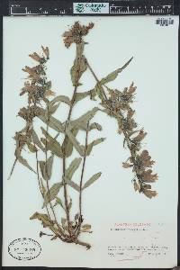 Penstemon whippleanus image