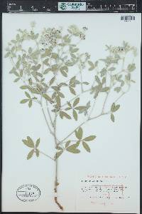 Pediomelum argophyllum image