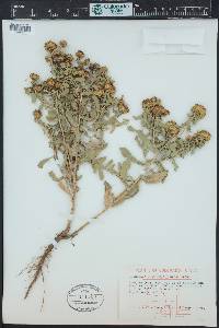 Grindelia squarrosa image