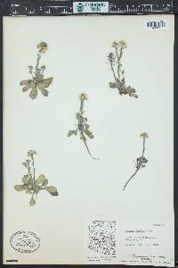 Noccaea fendleri subsp. glauca image