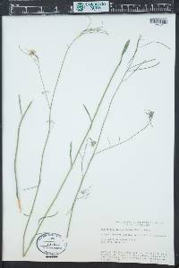 Thelypodium integrifolium image