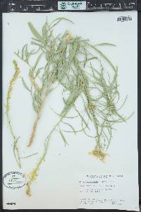 Stanleya pinnata image