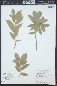 Quercus pungens image