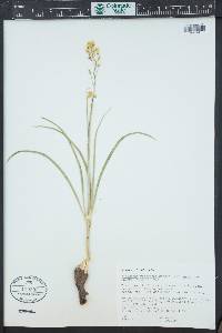 Toxicoscordion venenosum image