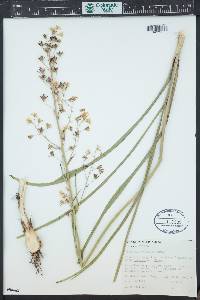 Anticlea elegans image