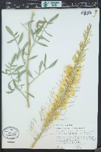 Stanleya pinnata image