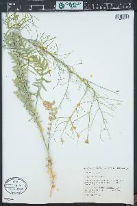 Sisymbrium altissimum image