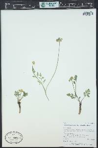 Pseudocymopterus montanus image