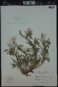 Oenothera albicaulis image