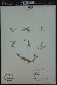 Spergularia rubra image