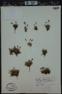 Silene acaulis image