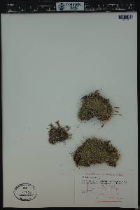 Silene acaulis image