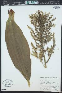 Veratrum californicum image